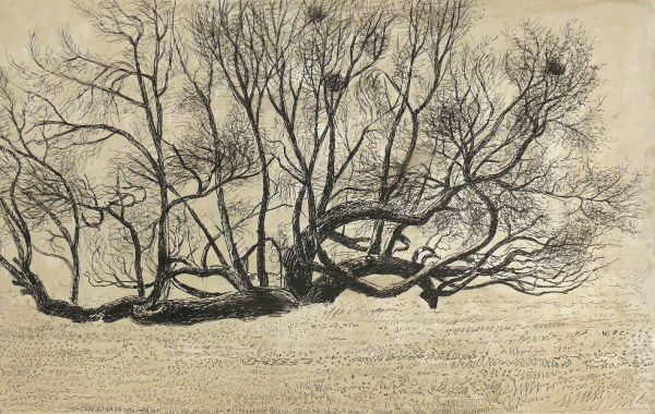 Древнее тутовое дерево из садов Далмы, 35 х 55, бумага, карандашь, 1995 г.